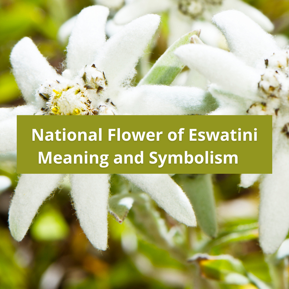 national-flower-of-Eswatini-Meaning-and-Symbolism