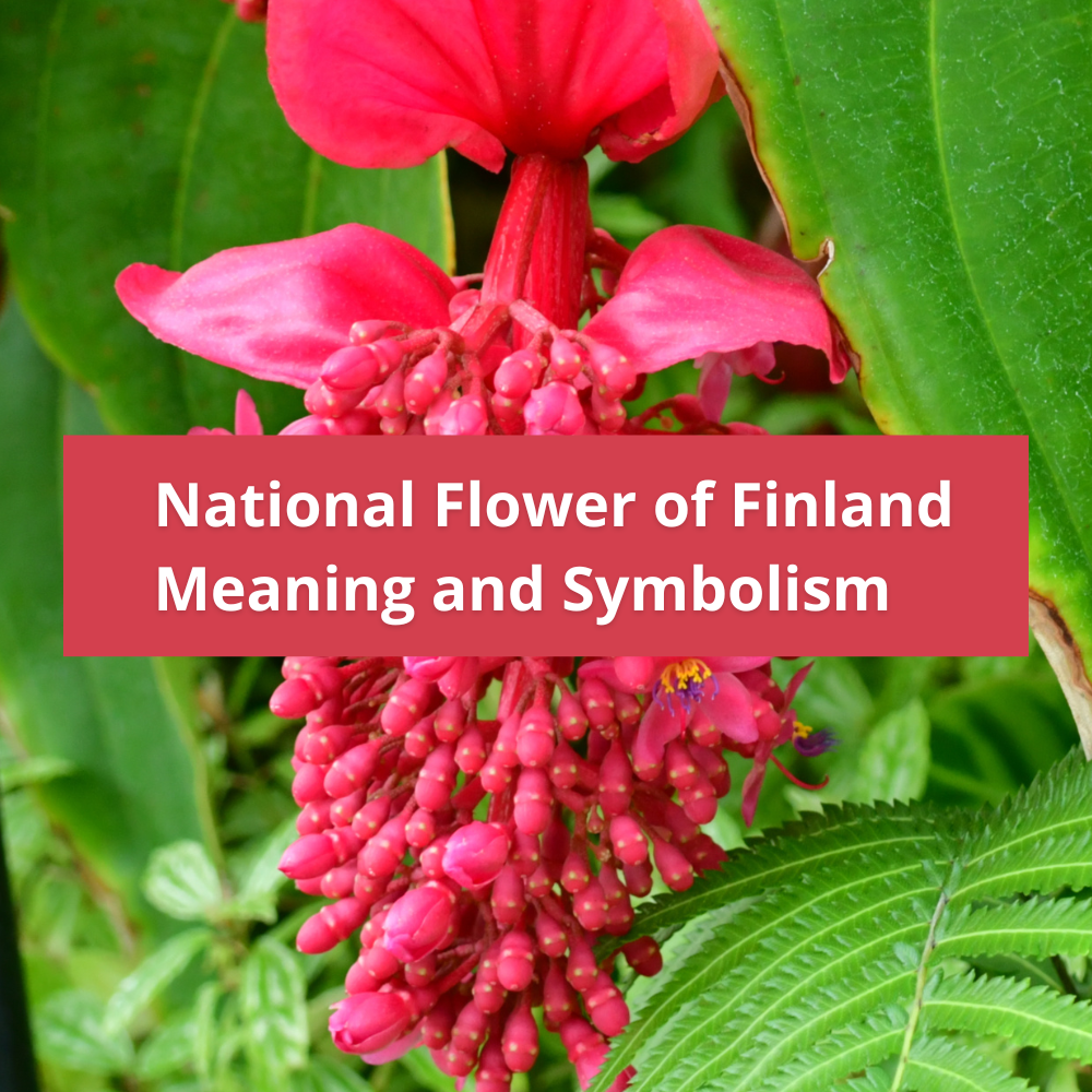 national flower of Finland, Meaning and Symbolism