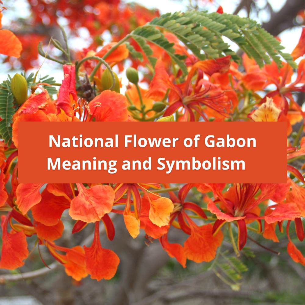 national flower of Gabon, Meaning and Symbolism