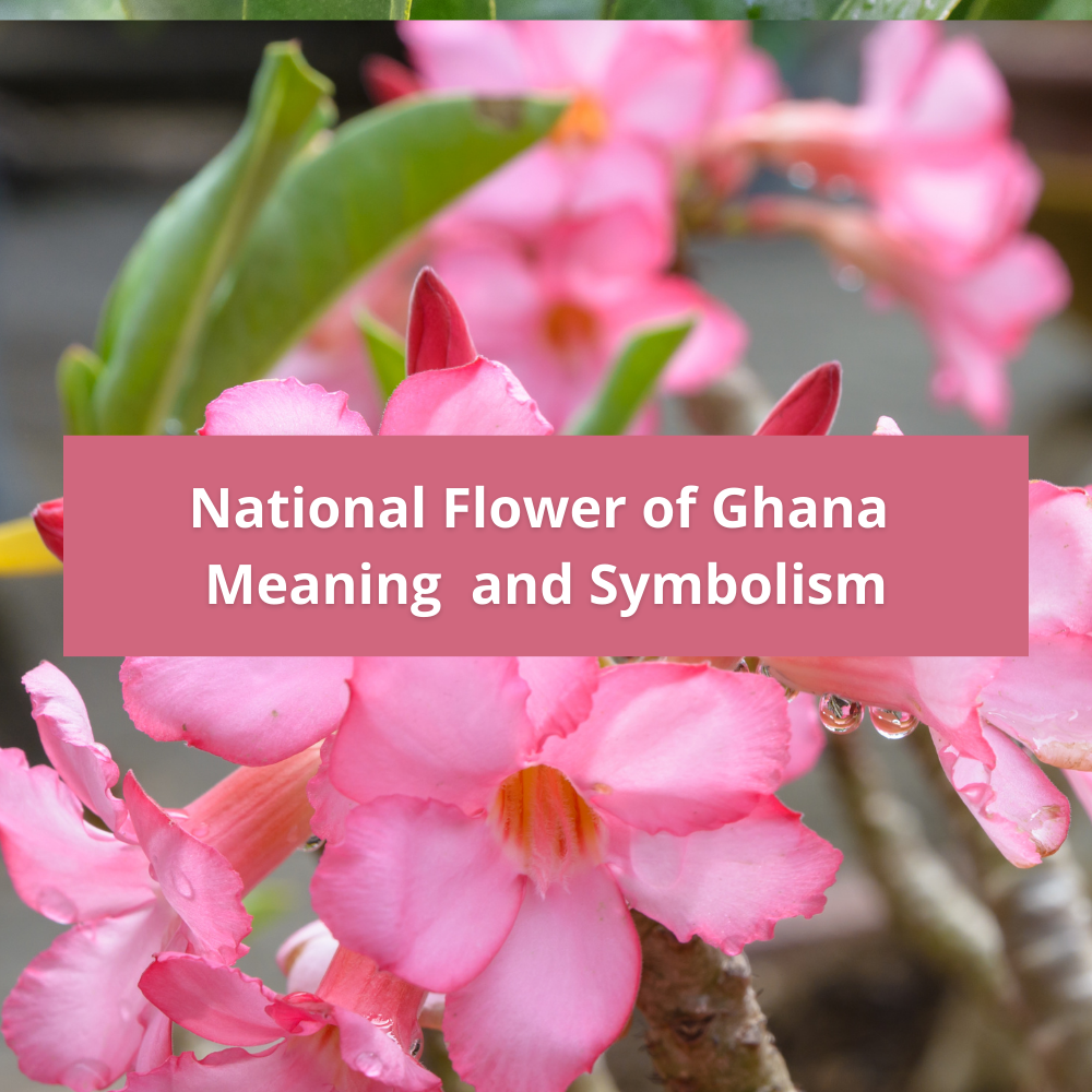 national-flower-of-Ghana-Meaning-and-Symbolism