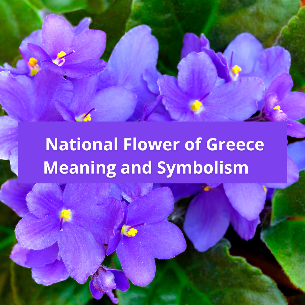 national-flower-of-Greece-Meaning-and-Symbolism
