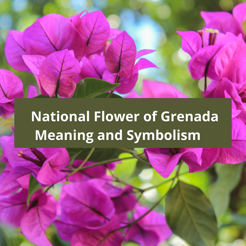National-flower-of-Grenada-Meaning-and-Symbolism