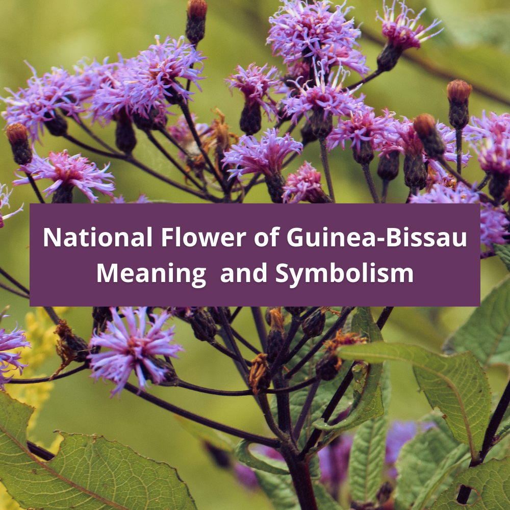 national-flower-of-Guinea-Bissau-Meaning-and-Symbolism