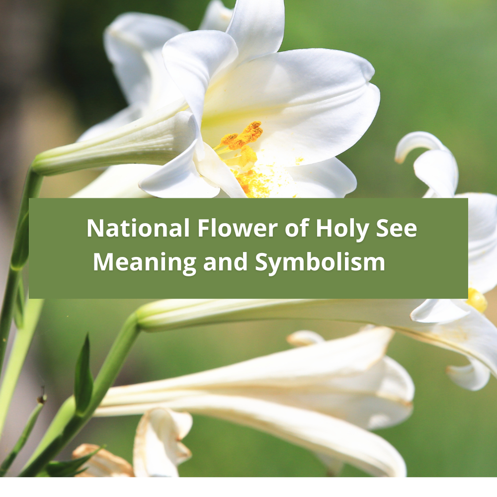 national-flower-of-Holy See-Meaning-and-Symbolism