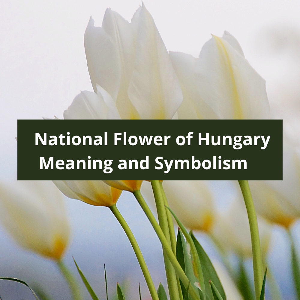 national-flower-of-Hungary-Meaning-and-Symbolism