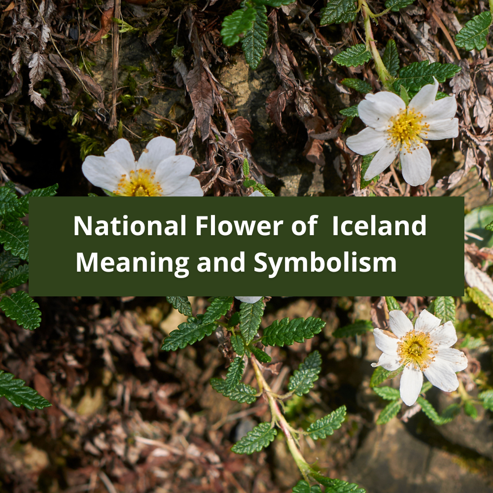 national-flower-of-Iceland-Meaning-and-Symbolism