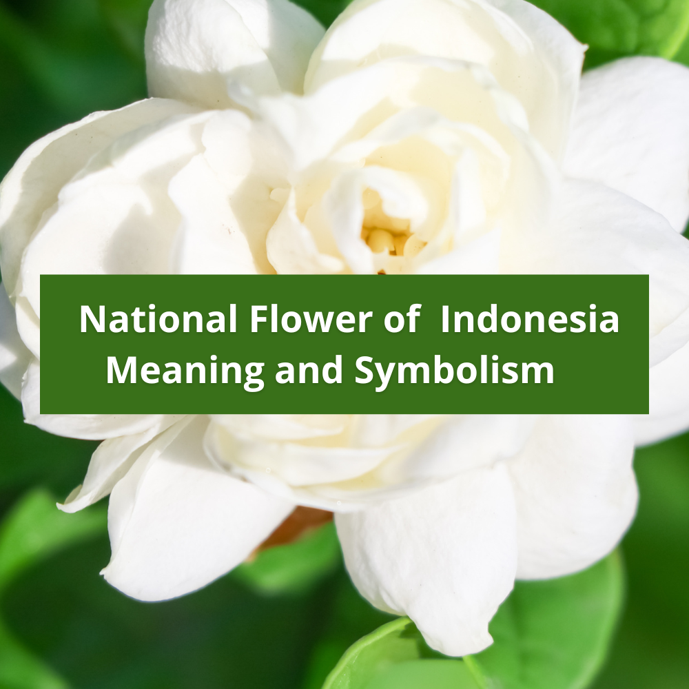 national-flower-of-Indonesia-Meaning-and-Symbolism