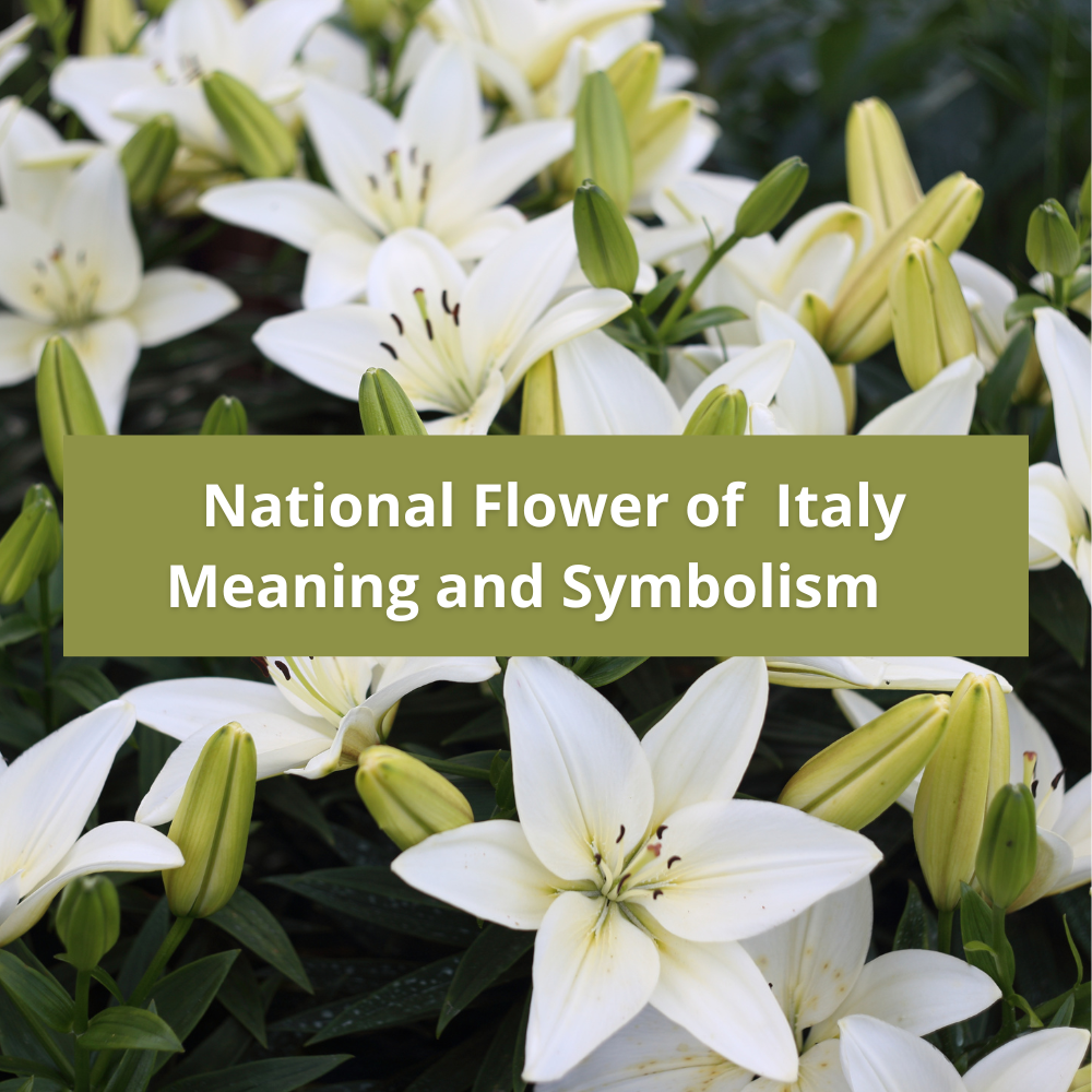 national-flower-of-Italy-Meaning-and-Symbolism