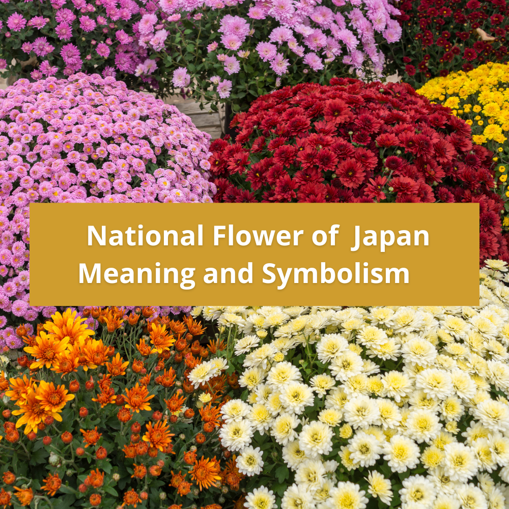 national-flower-of-Japan-Meaning-and-Symbolism