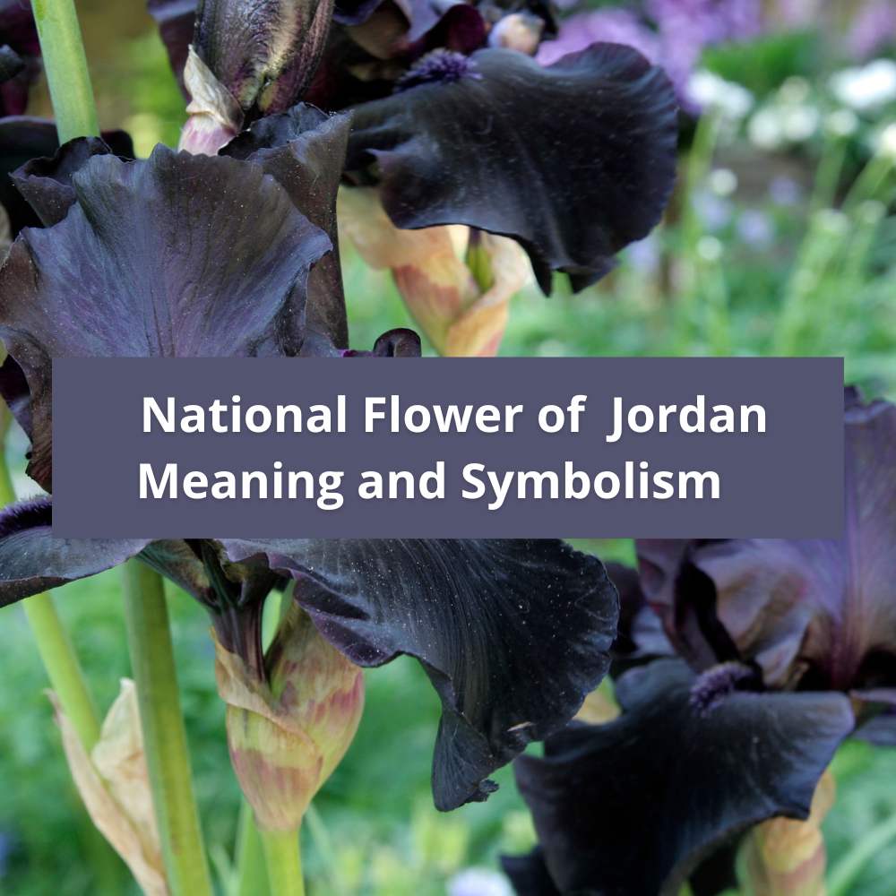 national-flower-of-Jordan-Meaning-and-Symbolism