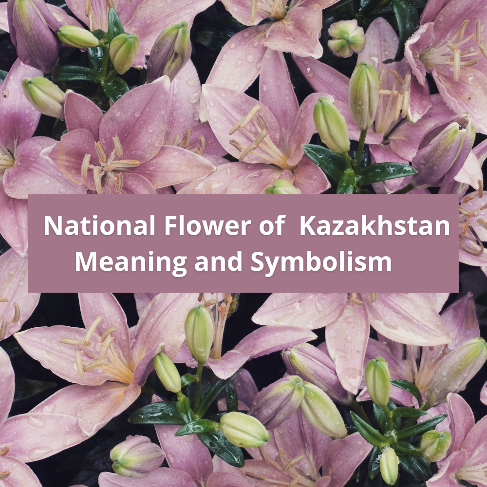 national-flower-of-Kazakhstan-Meaning-and-Symbolism