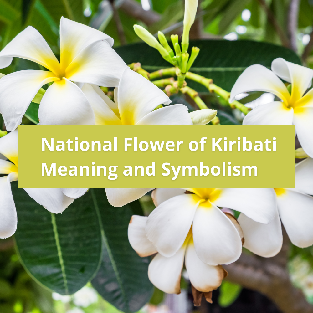 national-flower-of-Kiribati