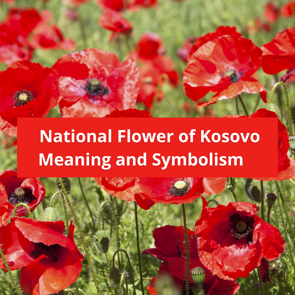 national-flower-of-Kosovo-Meaning-and-Symbolism