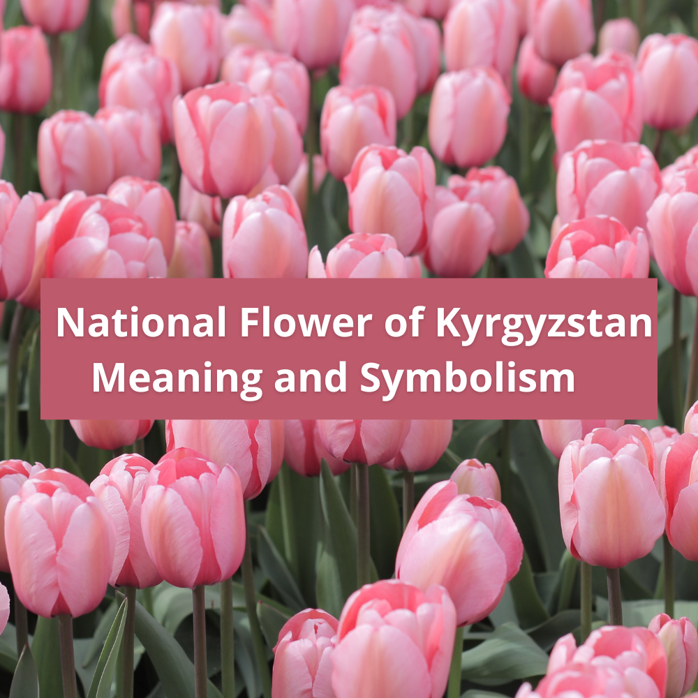 national-flower-of-Kyrgyzstan-Meaning-and-Symbolism