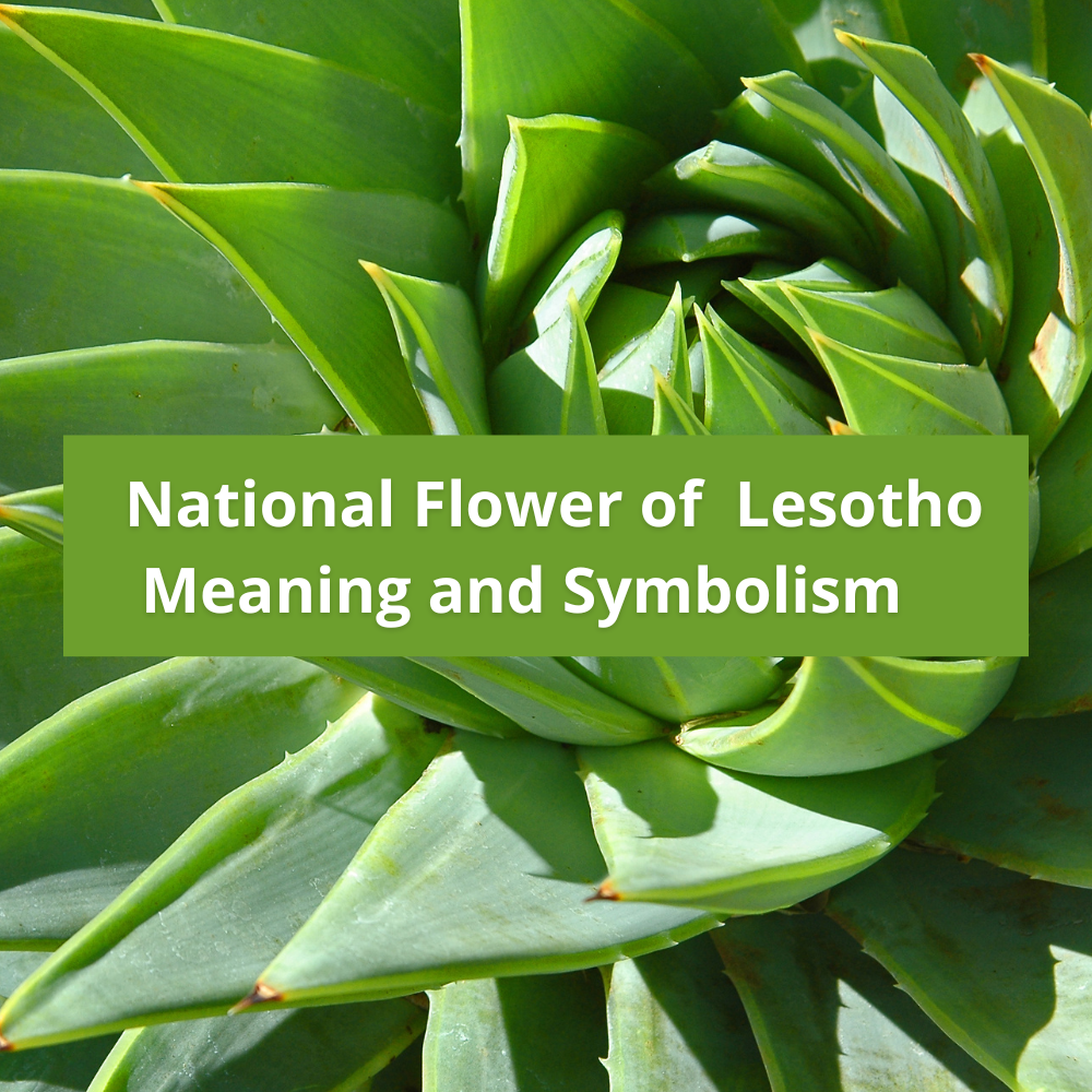 national-flower-of-Lesotho-Meaning-and-Symbolism
