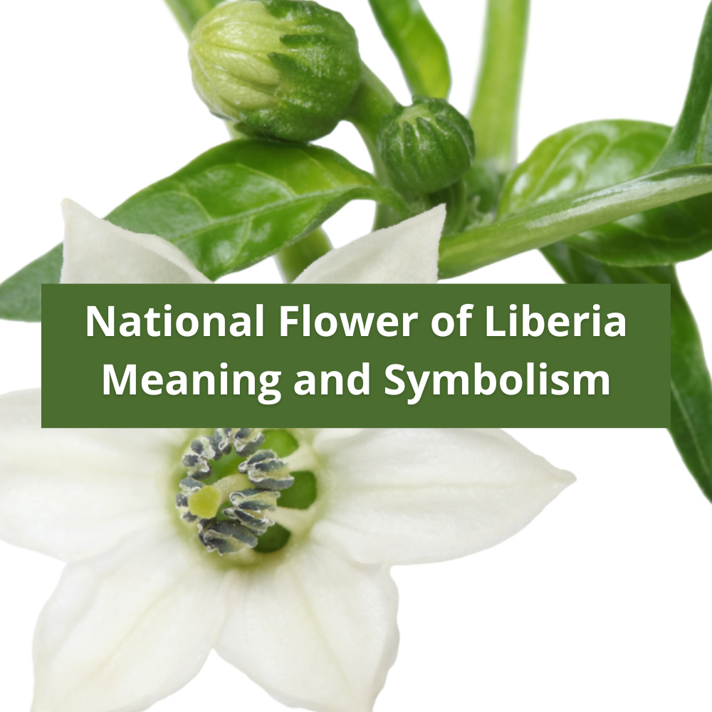 national-flower-of-Liberia-Meaning-and-Symbolism