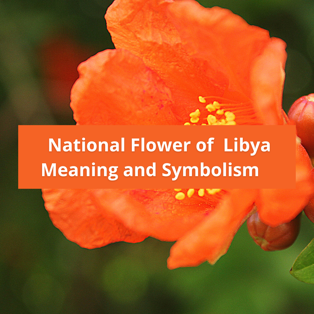 national-flower-of-Libya-Meaning-and-Symbolism