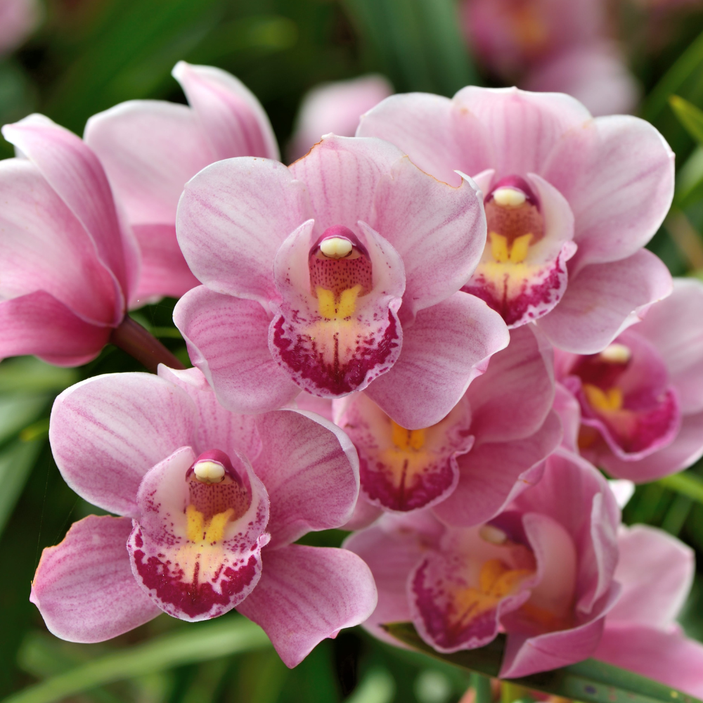 orchid 