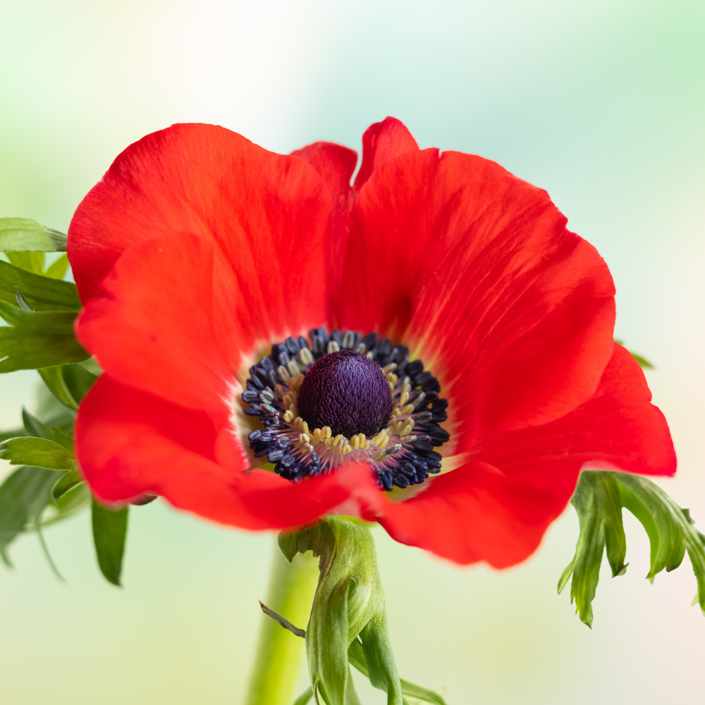 poppy-anemone