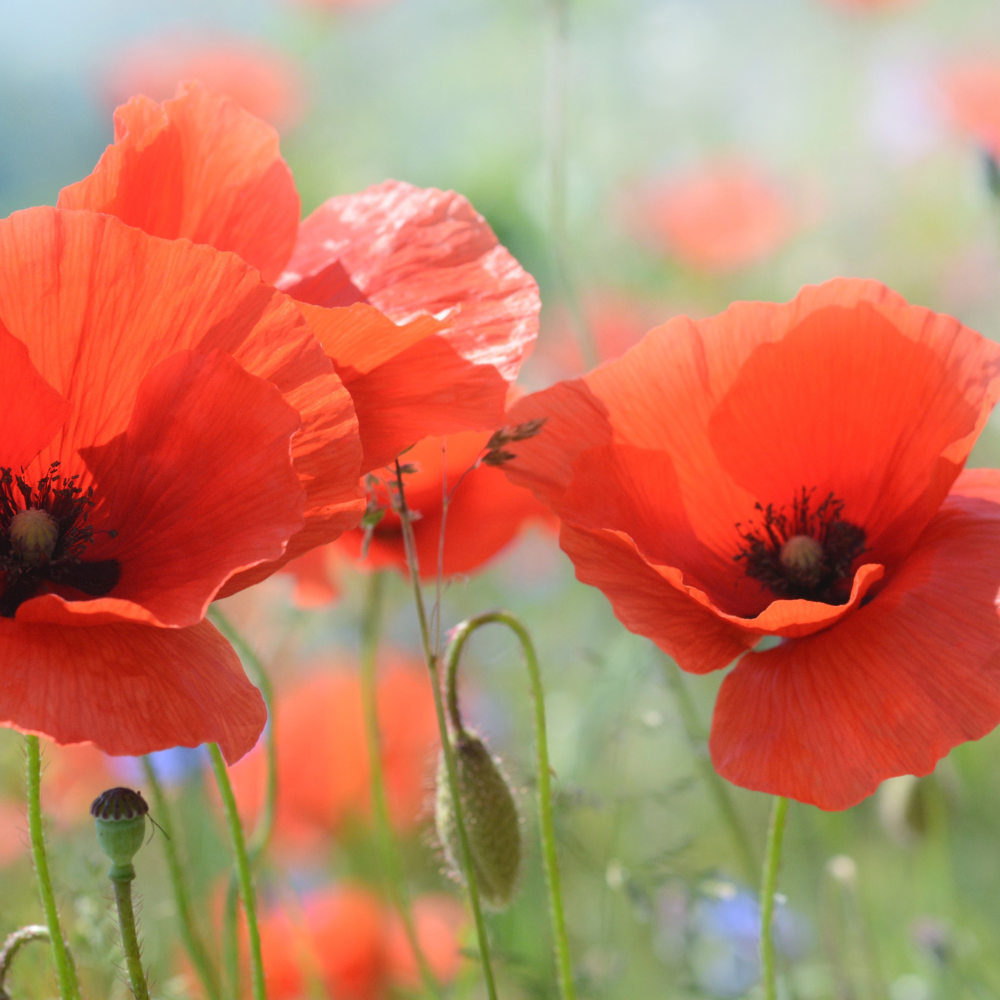 red-poppy