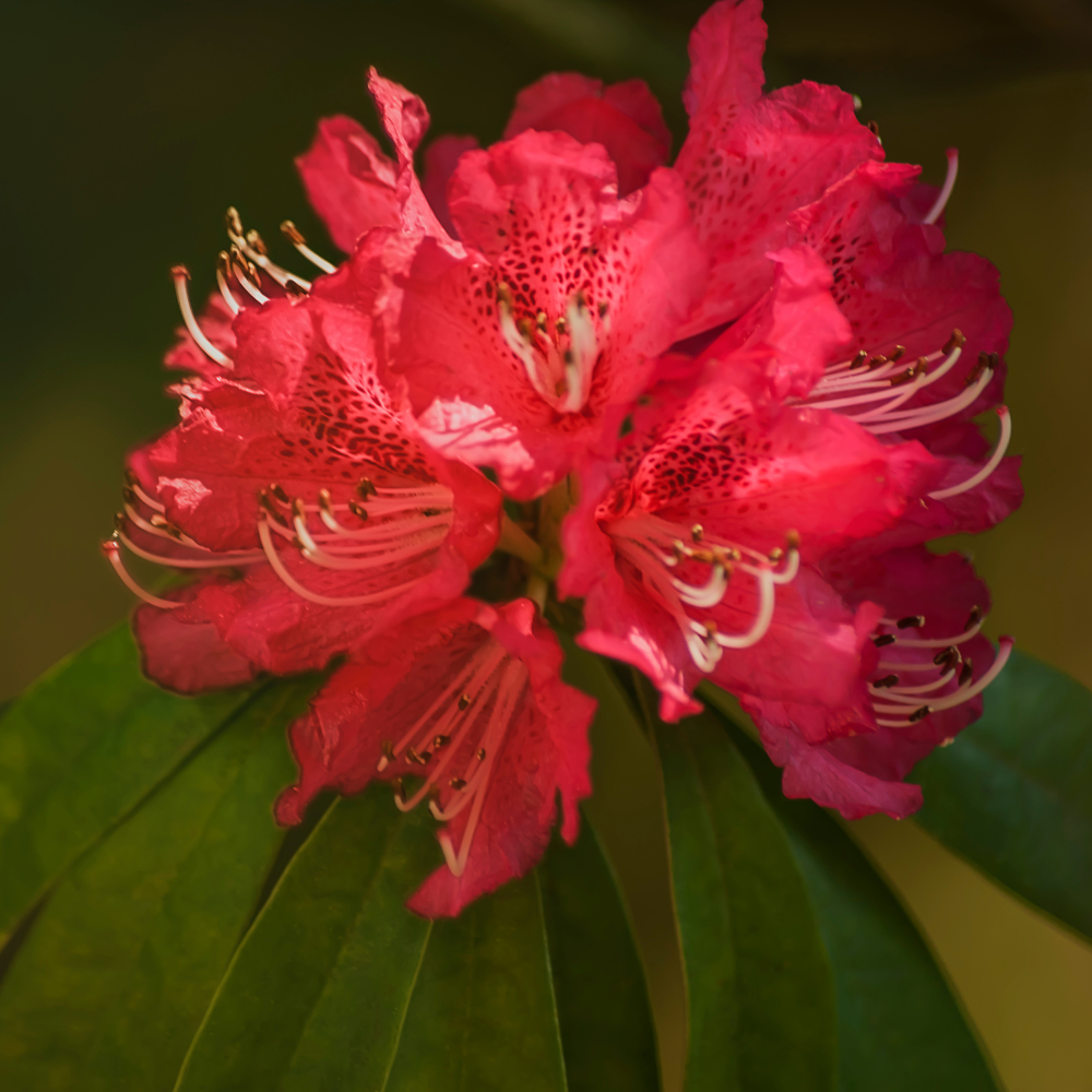 rhododendron