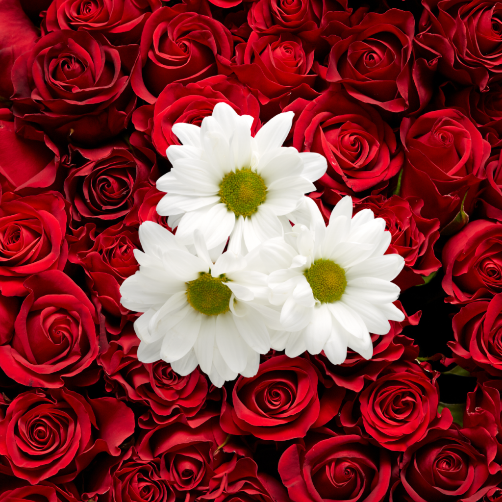 rose-and-the-marguerite