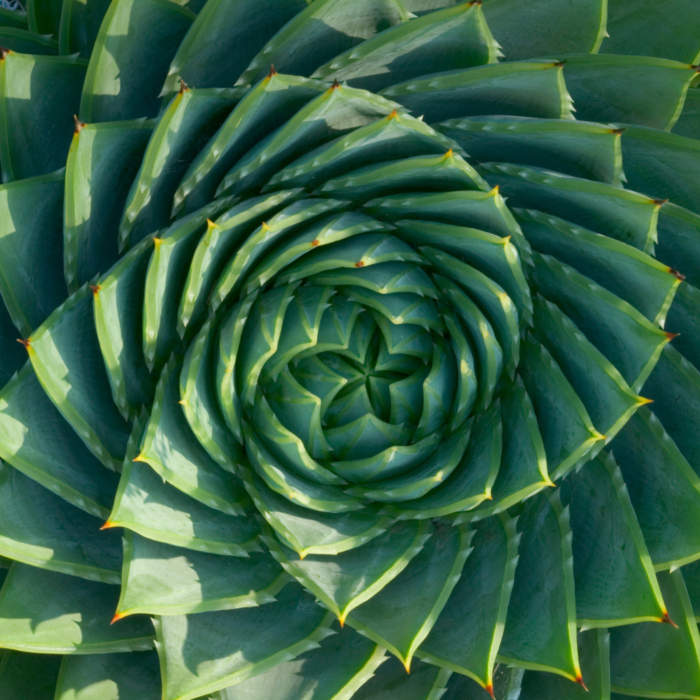 spiral-aloe