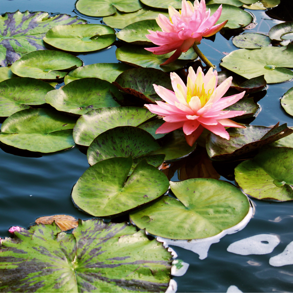 water-lily