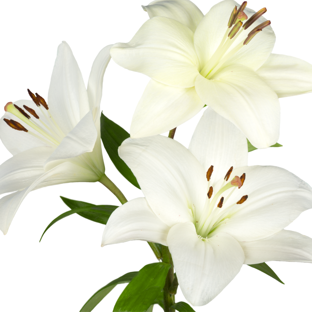 white-lily