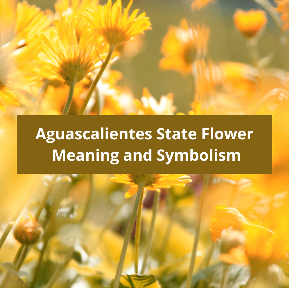 Aguascalientes-State-Flower-Meaning-and-Symbolism