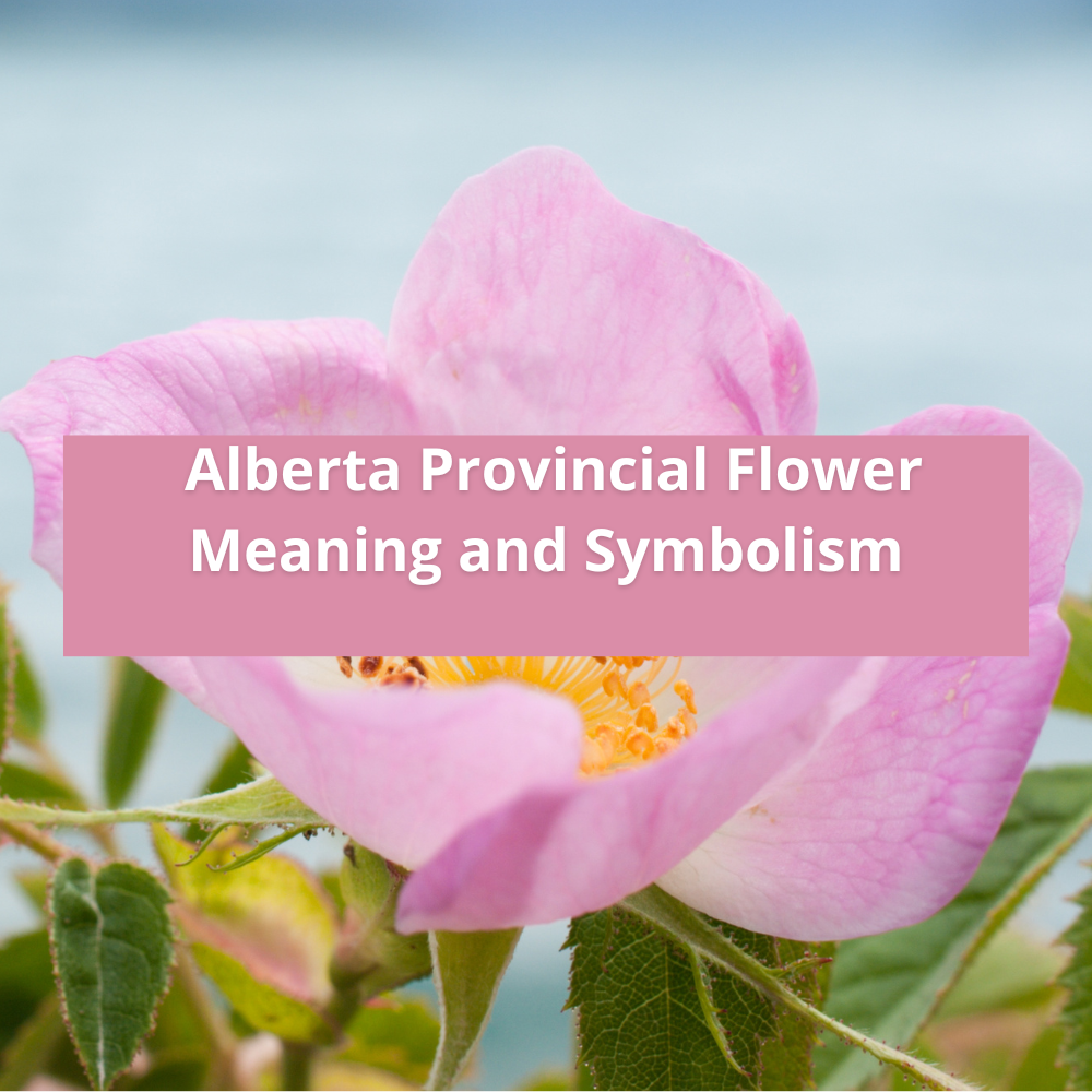 Alberta-Provincial-Flower-Meaning-and-Symbolism