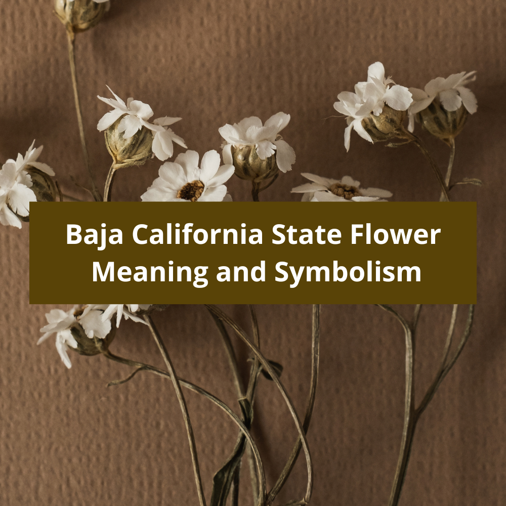 Baja-California-State-Flower-Meaning-and-Symbolism