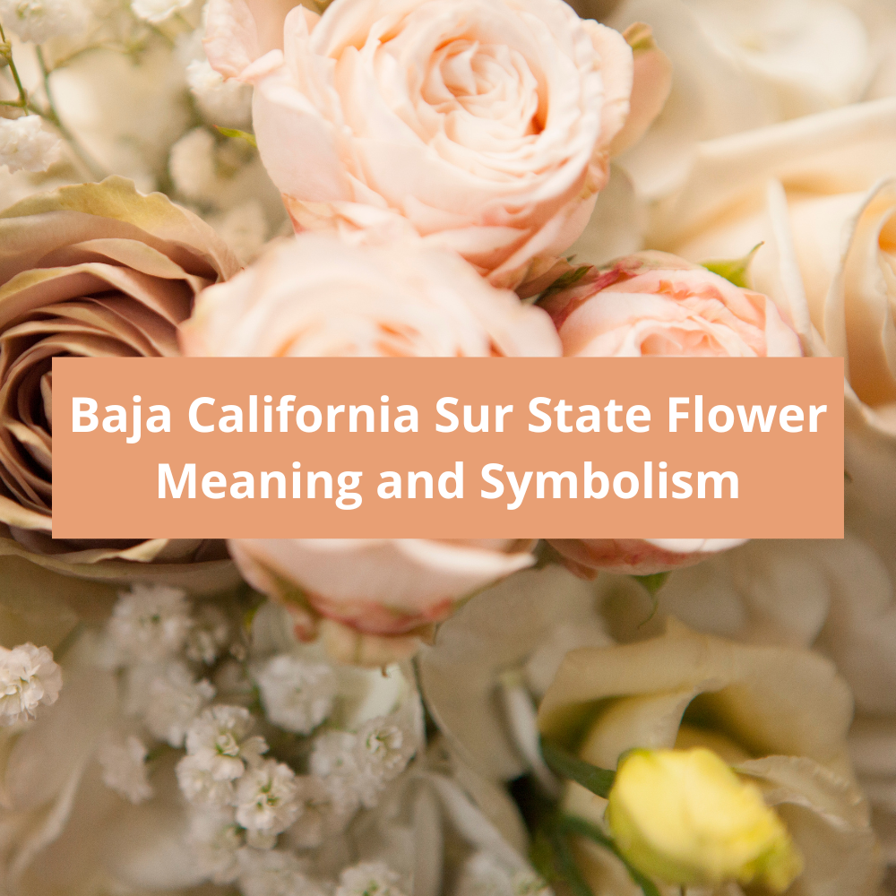 Baja-California-Sur-State-Flower-Meaning-and-Symbolism