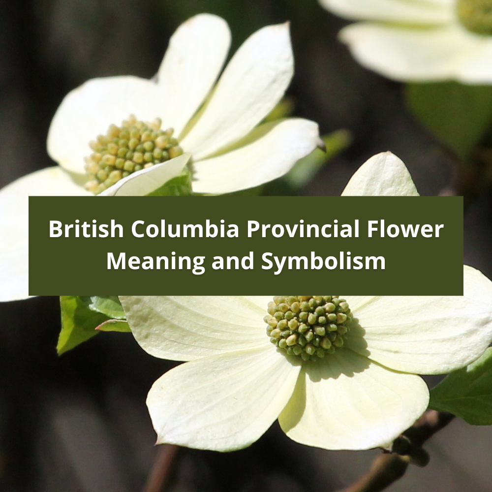 British-Columbia-Provincial-Flower-Meaning-and-Symbolism
