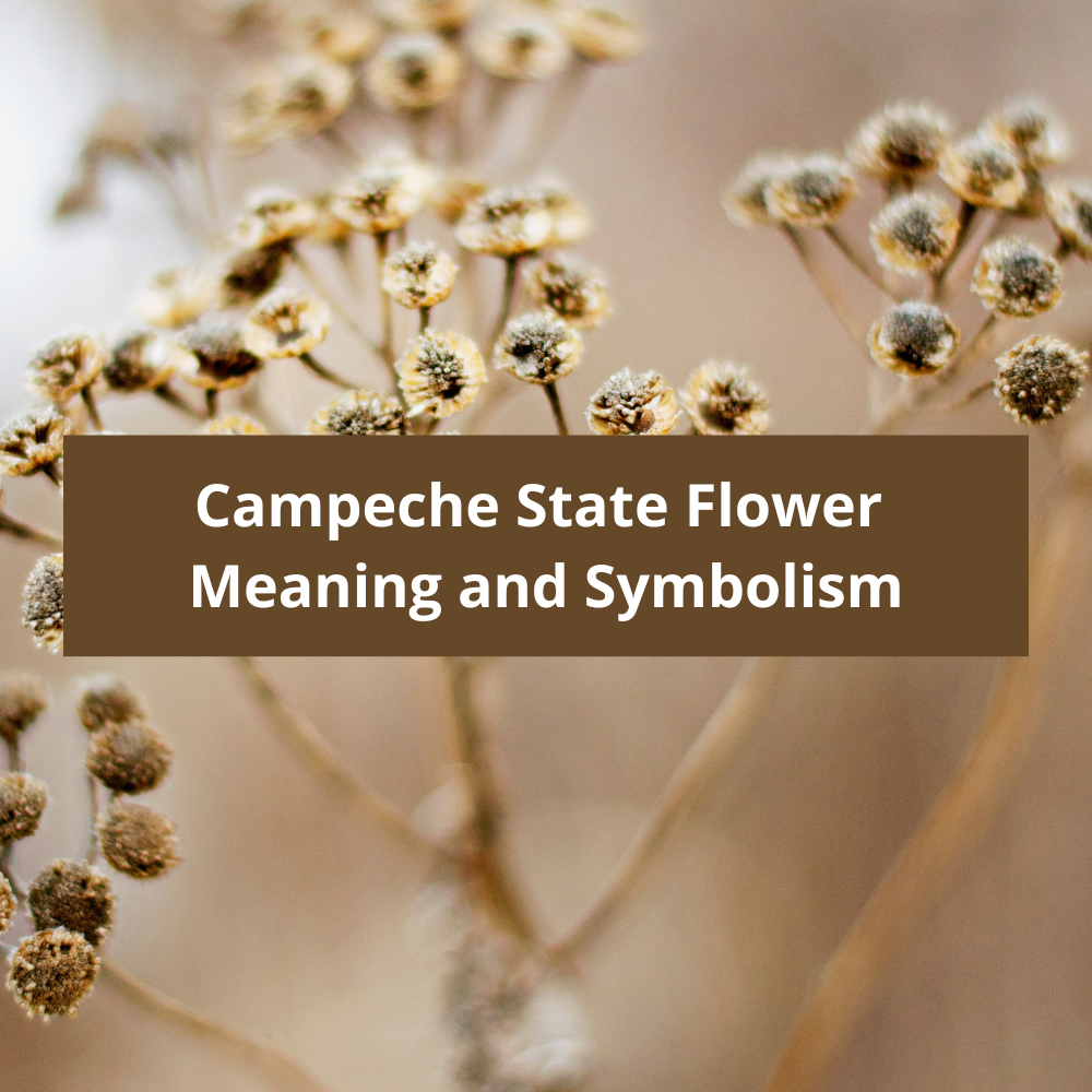 Campeche-State-Flower-Meaning-and-Symbolism