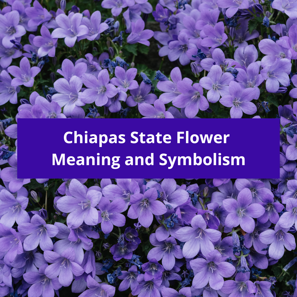 Chiapas-State-Flower-Meaning-and-Symbolism