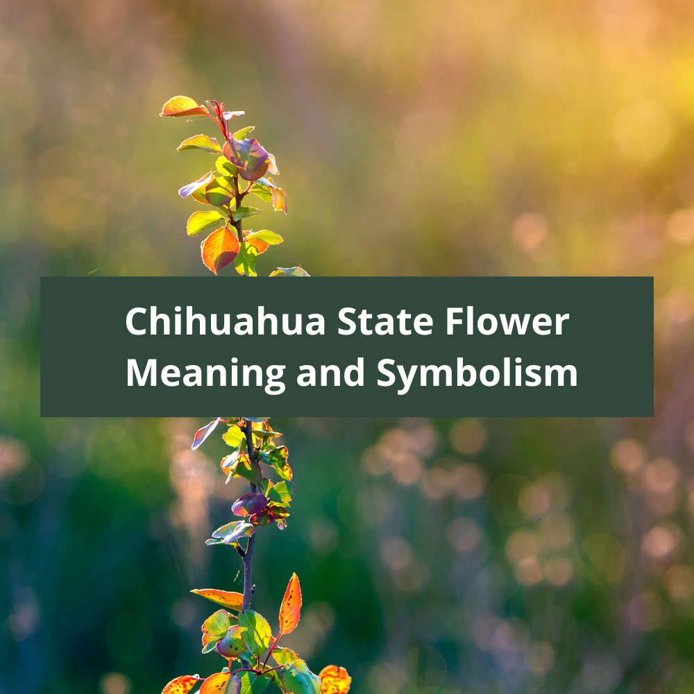 Chihuahua-State-Flower-Meaning-and-Symbolism