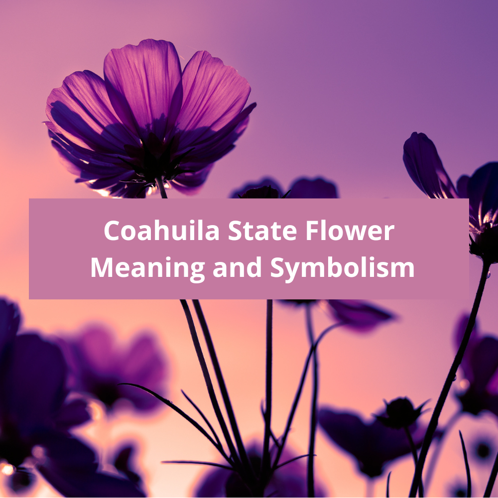 Coahuila-State-Flower-Meaning-and-Symbolism