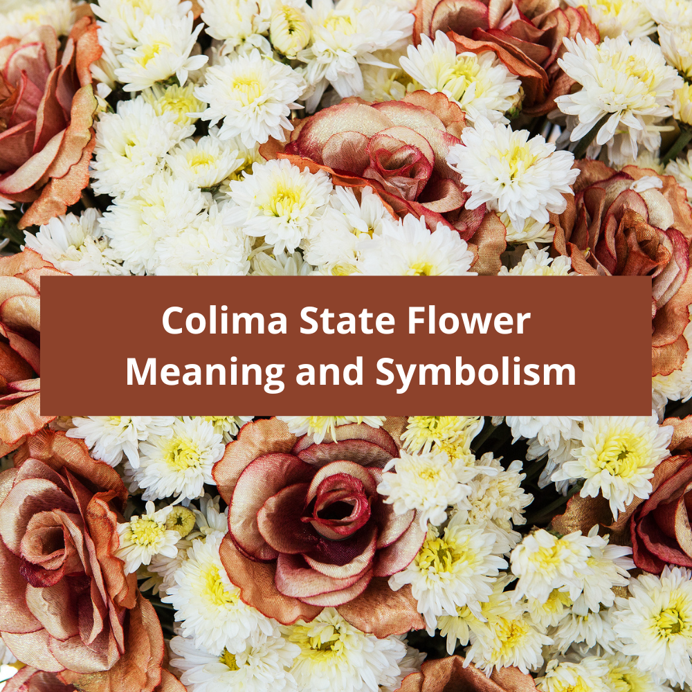 Colima-State-Flower-Meaning-and-Symbolism