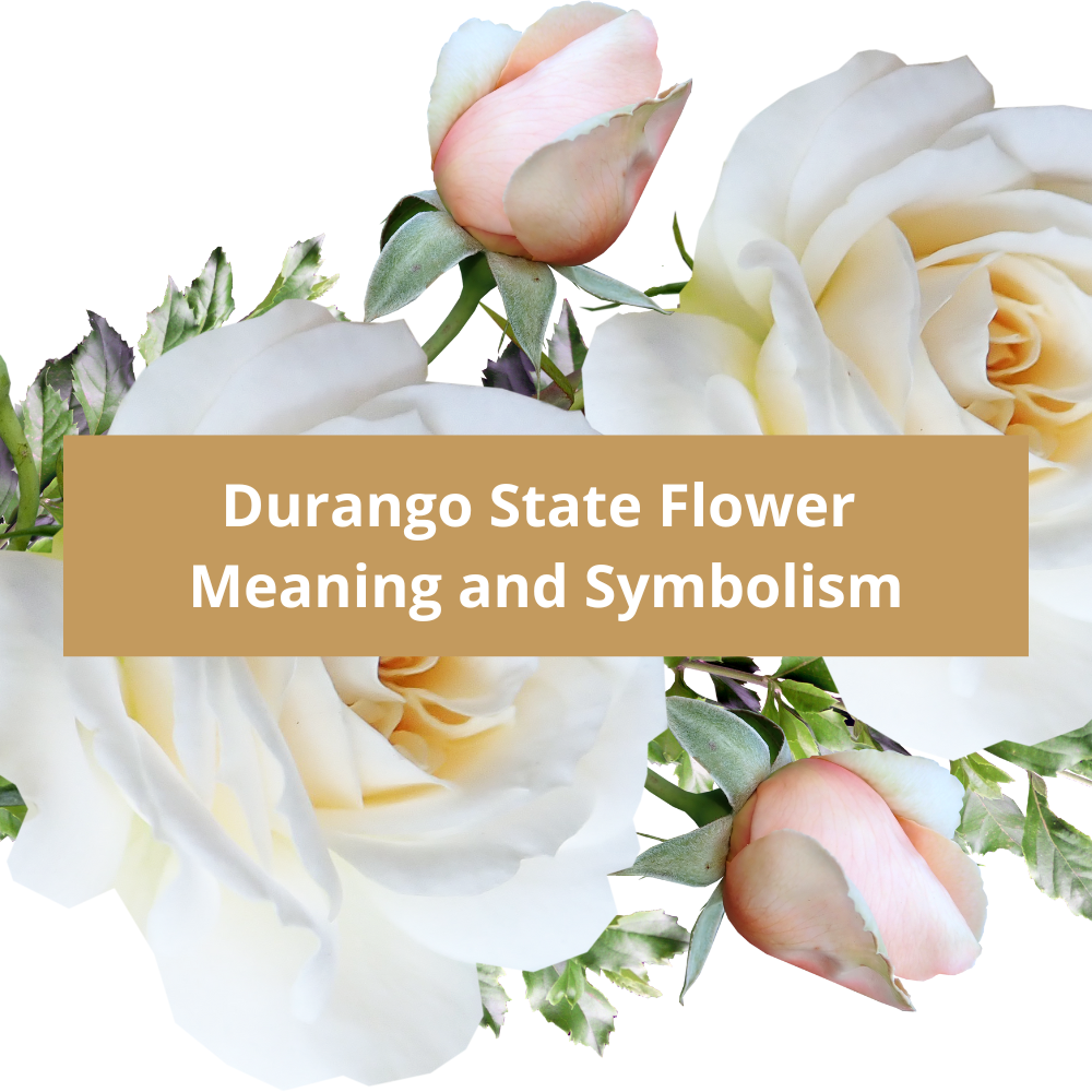 Durango-State-Flower-Meaning-and-Symbolism