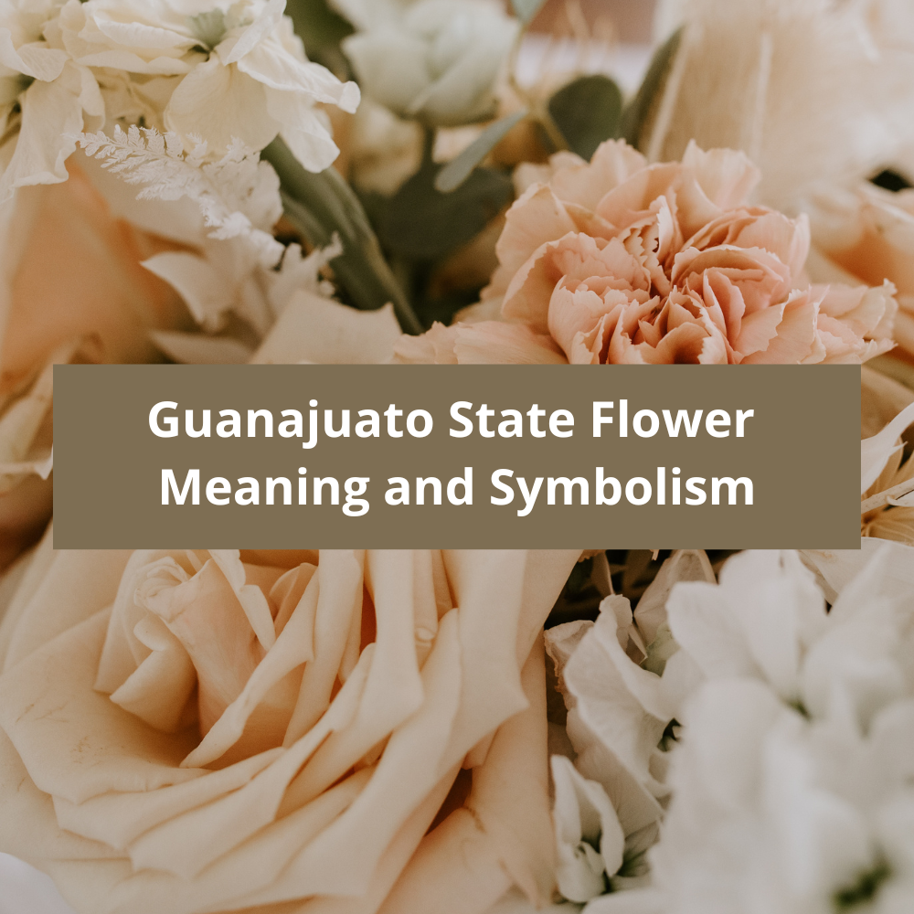Guanajuato-State-Flower-Meaning-and-Symbolism