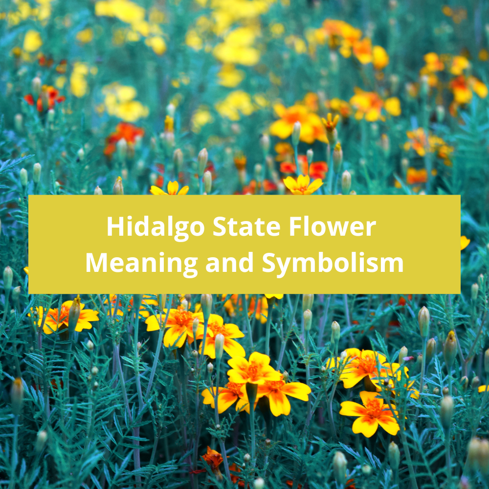 Hidalgo-State-Flower-Meaning-and-Symbolism