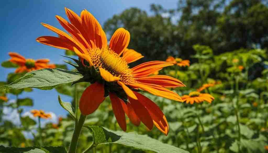 Mexican Sunflower