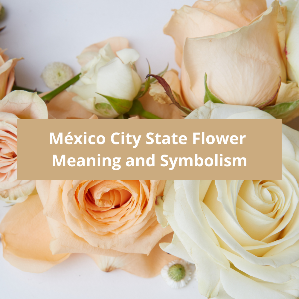México-City-State-Flower-Meaning-and-Symbolism
