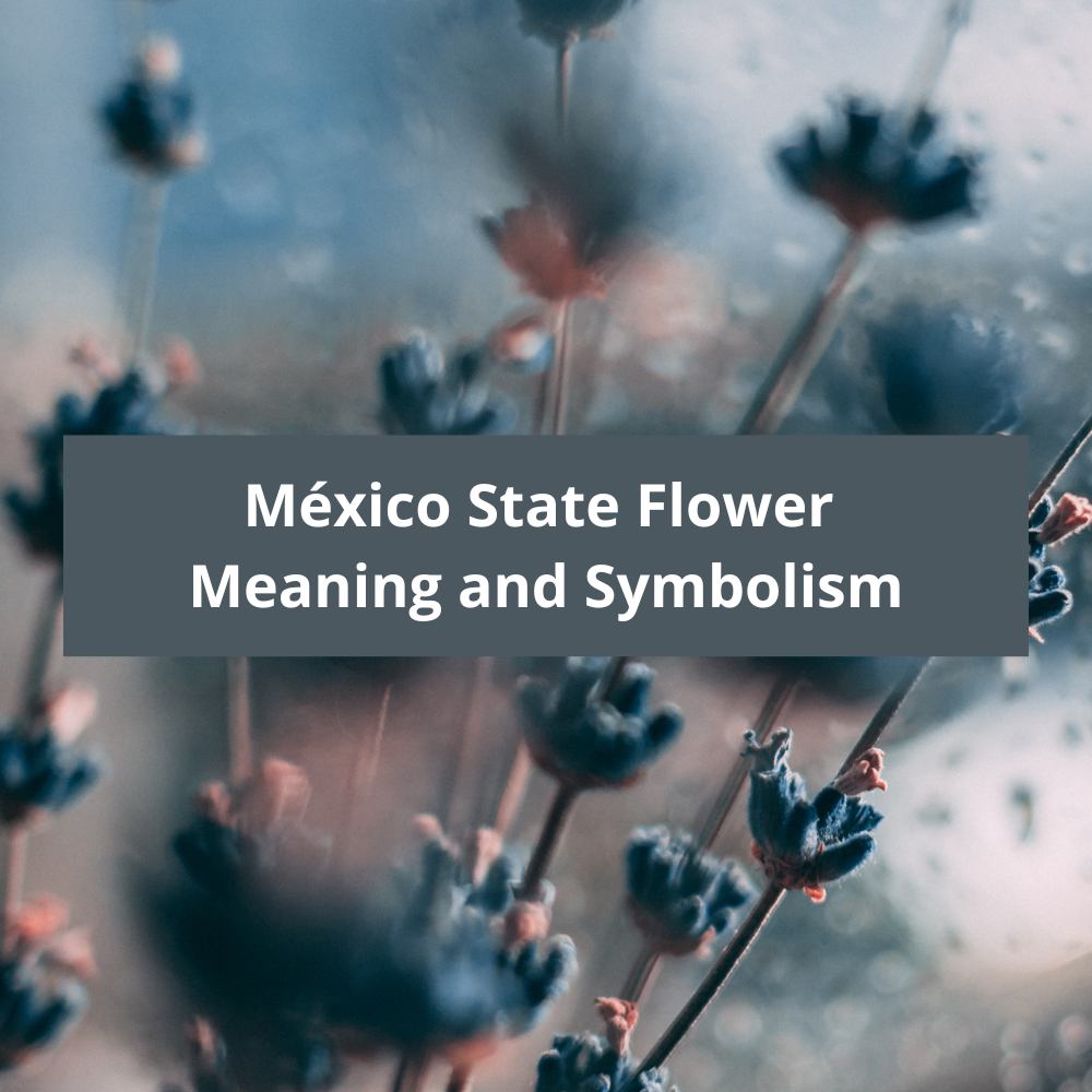México-State-Flower-Meaning-and-Symbolism