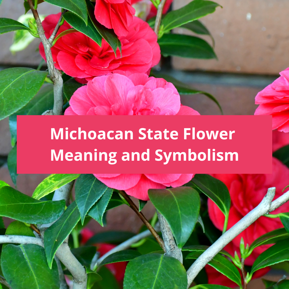 Michoacan-State-Flower-Meaning-and-Symbolism