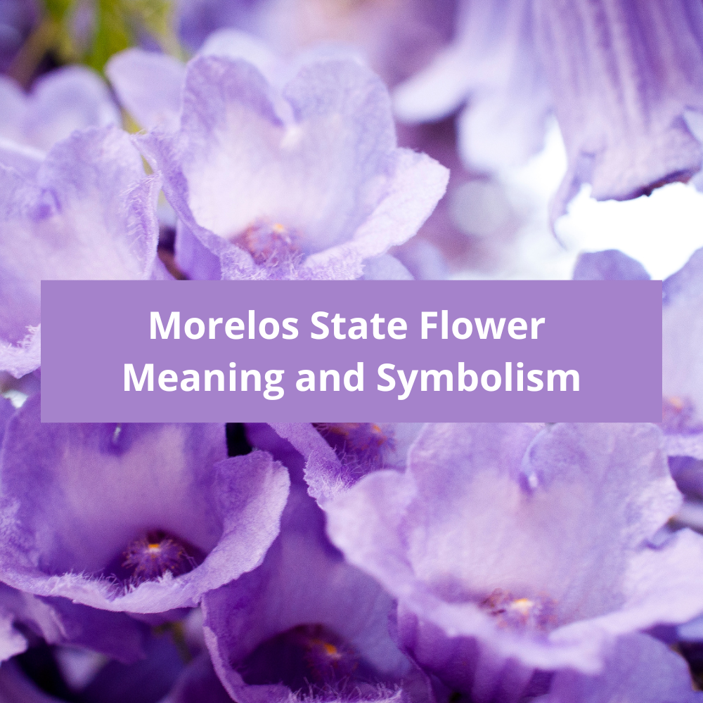 Morelos-State-Flower-Meaning-and-Symbolism