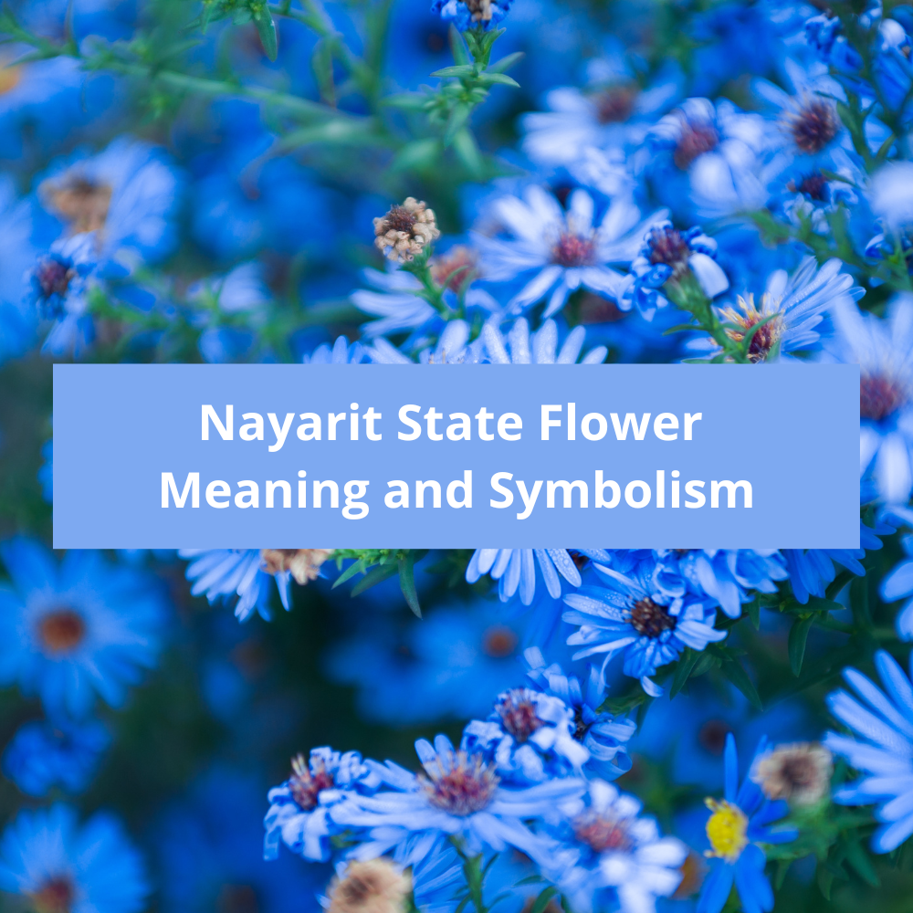 Nayarit-State-Flower-Meaning-and-Symbolism
