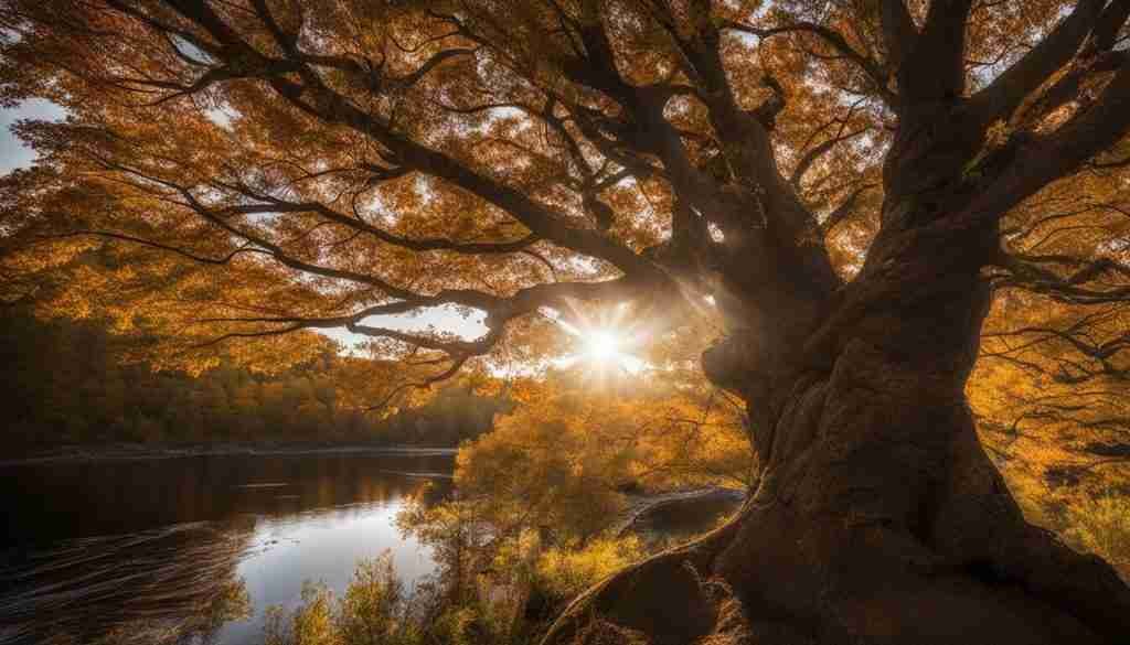 New Brunswick Official Tree