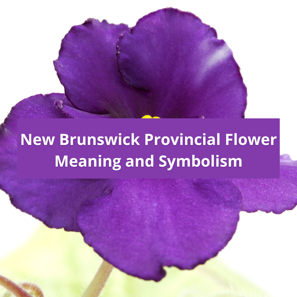 New-Brunswick-Provincial-Flower-Meaning-and-Symbolism